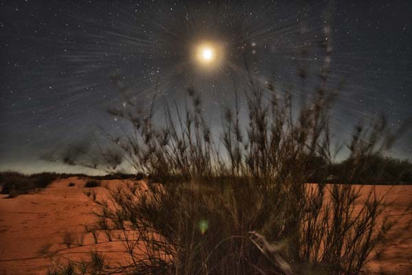 Dune grass in moonlight