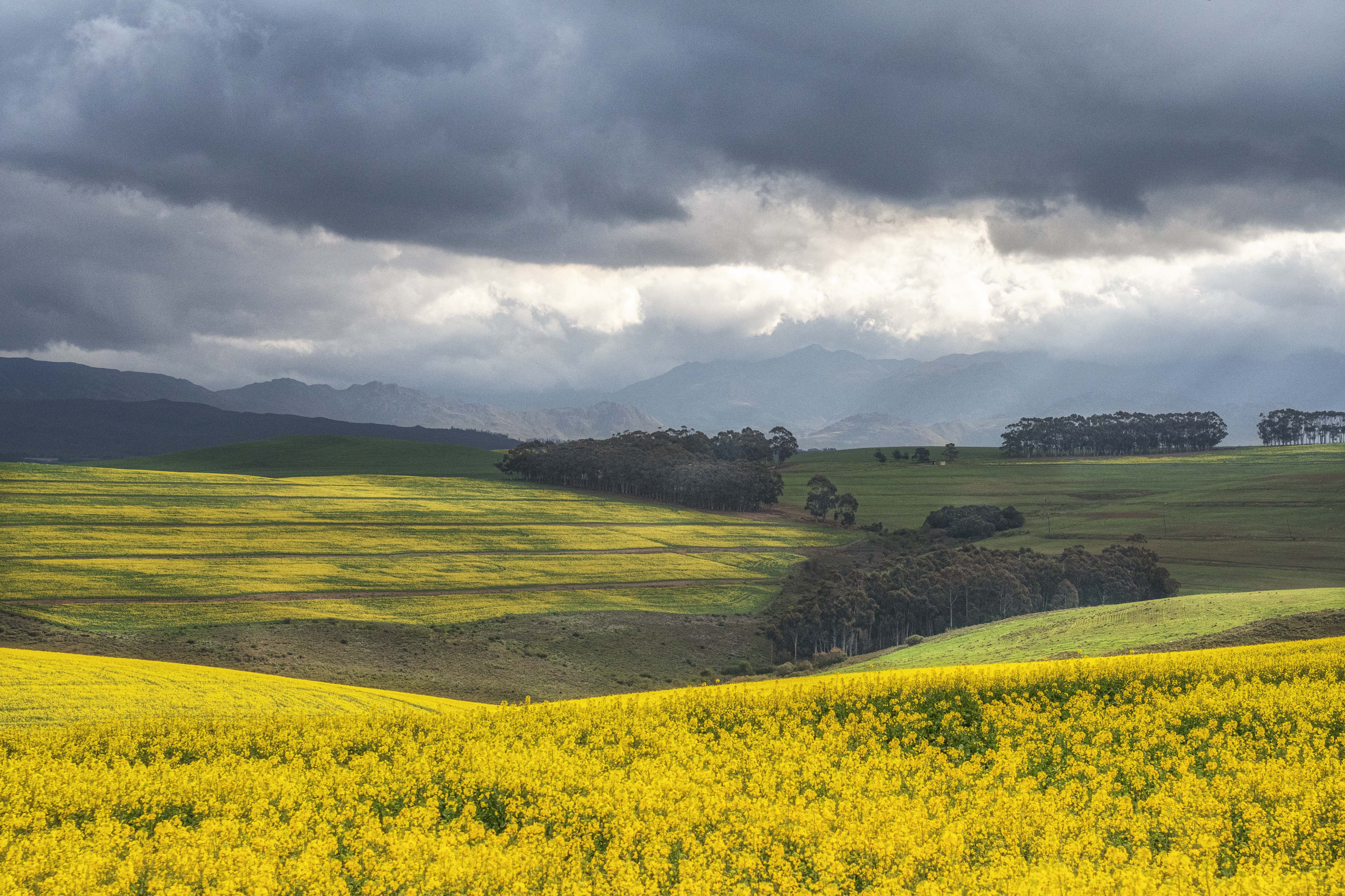 Canola landscapes Overberg