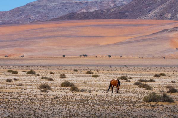 Namib wild horses 1