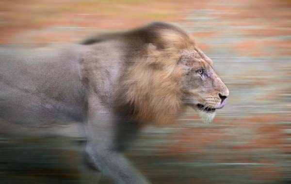 Male lion chase 1