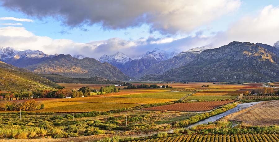 Autumn colours in vineyards in western cape south africa