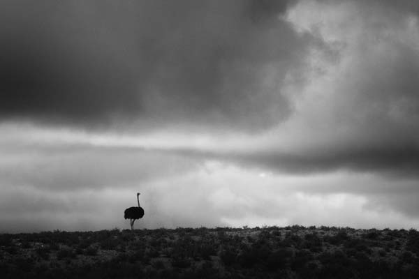 Joe Lategan Langebaan lagoon jetty fine art photo