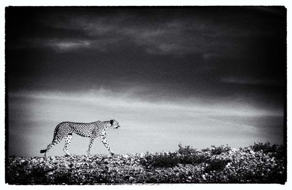 Joe Lategan Sunset landscape Mata mate kgalagadi