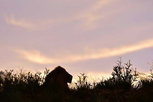 Male lion silhouette 1