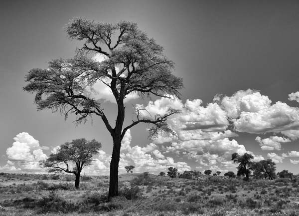 Joe Lategan Blue wildebeest high key fine art photo