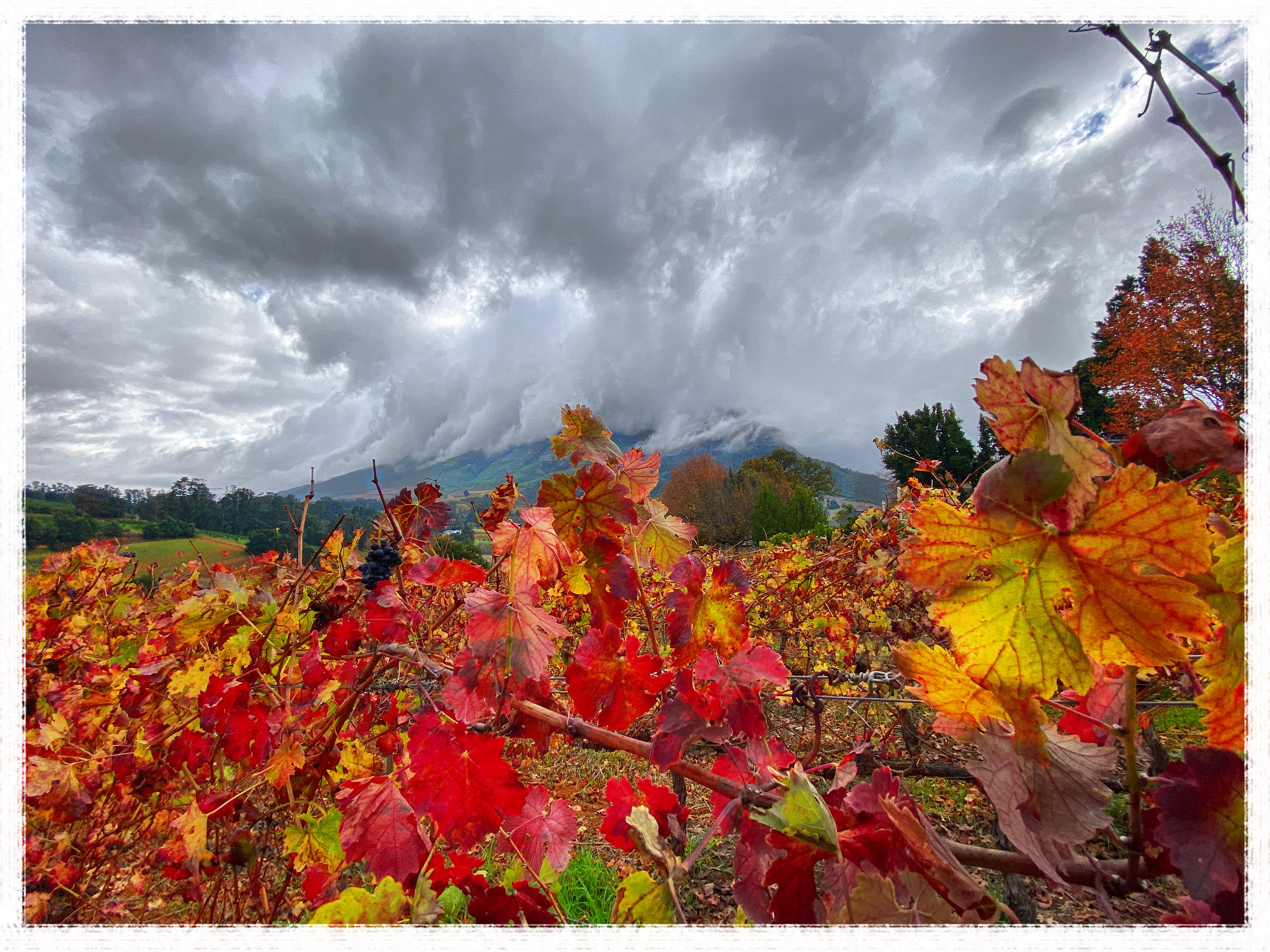 Autumn vineyards with snow peaked mountains Western cape