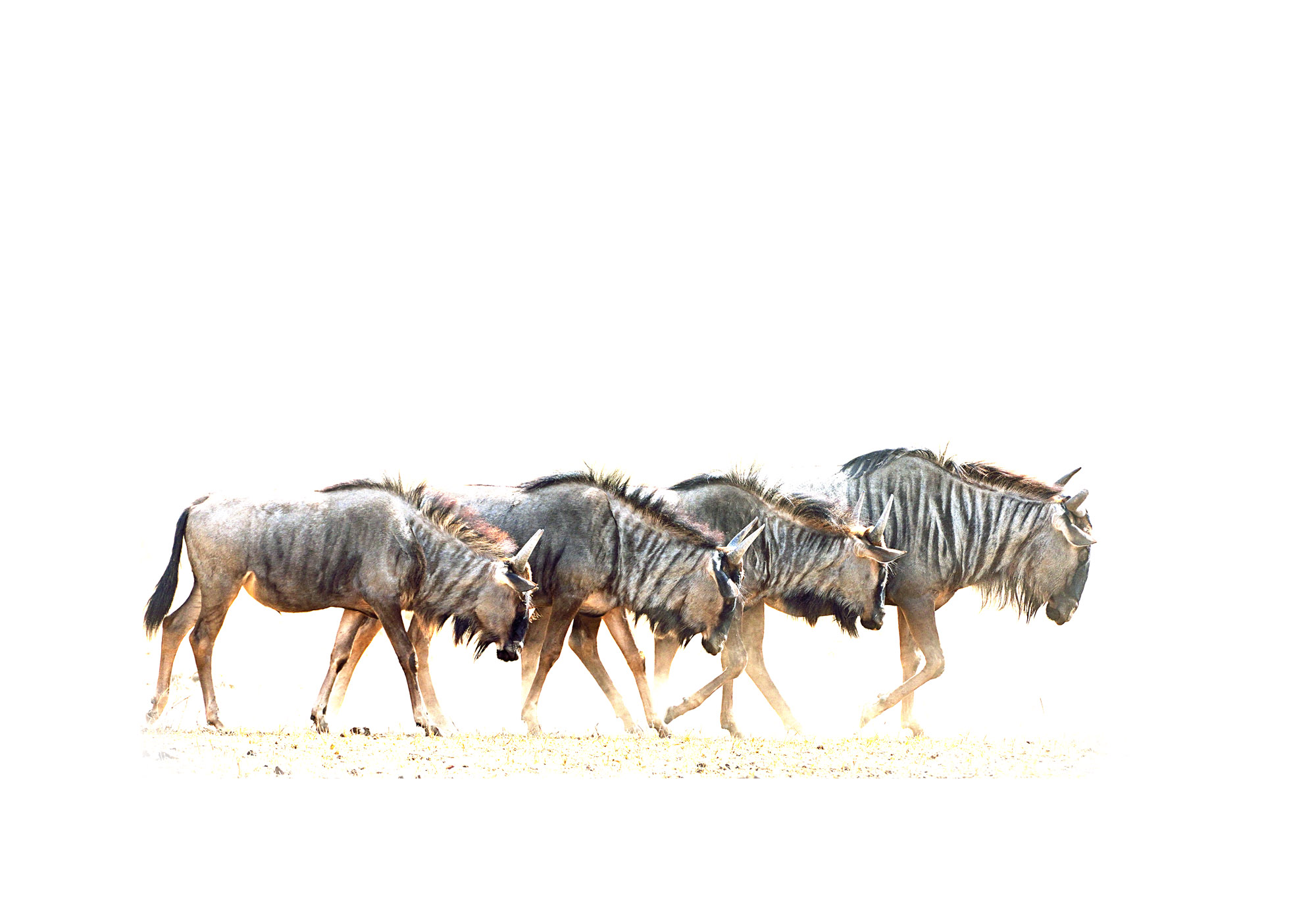 Joe Lategan Blue wildebeest high key fine art photo