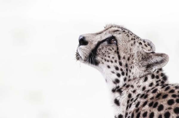 Cheetah portrait 1