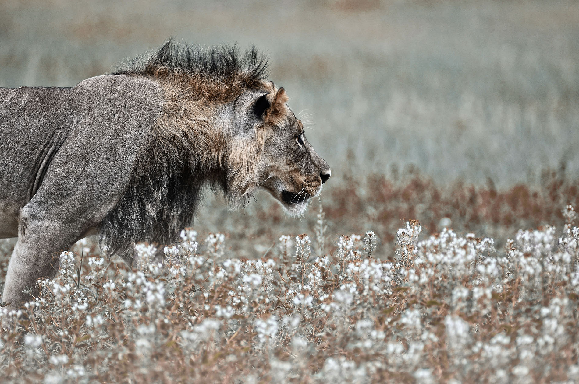 Kgalagadi lion