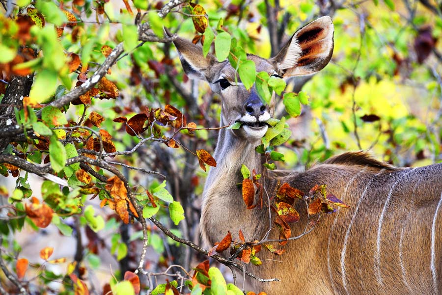 Kudu cow between autumn mopani leaves in Kruger game reserve