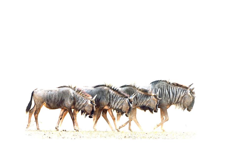 Blue wildebeest high key fine art photo