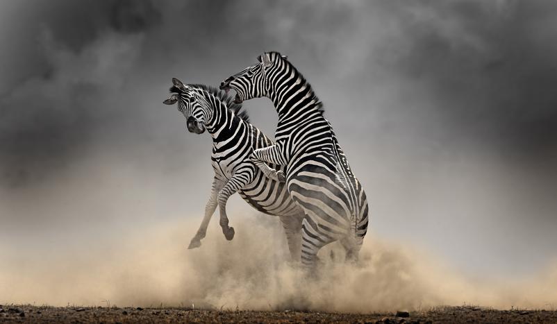 Joe Lategan fine art image of fighting zebra