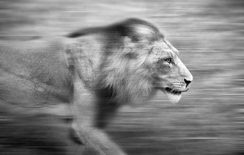 Joe Lategan image of lion chasing waterbuck