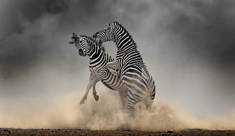 Zebra fight 1