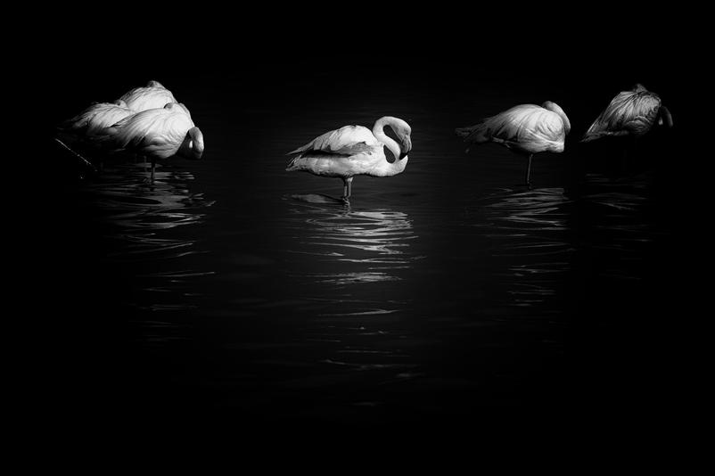 Black and white photo of flamingos sleeping in full moon