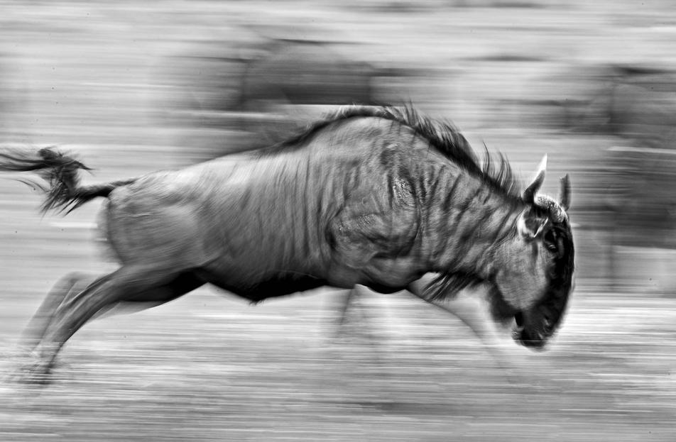 Blue wildebeest move Black and white