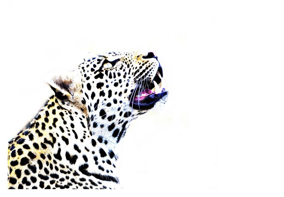 Leopard and fly high key 1