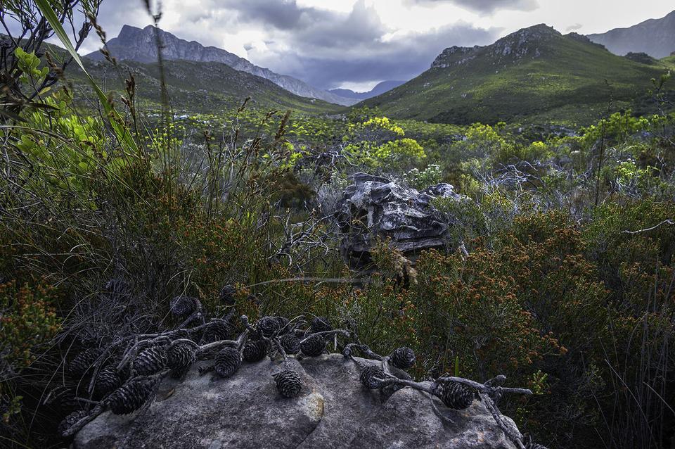 Fynbos landscape 1