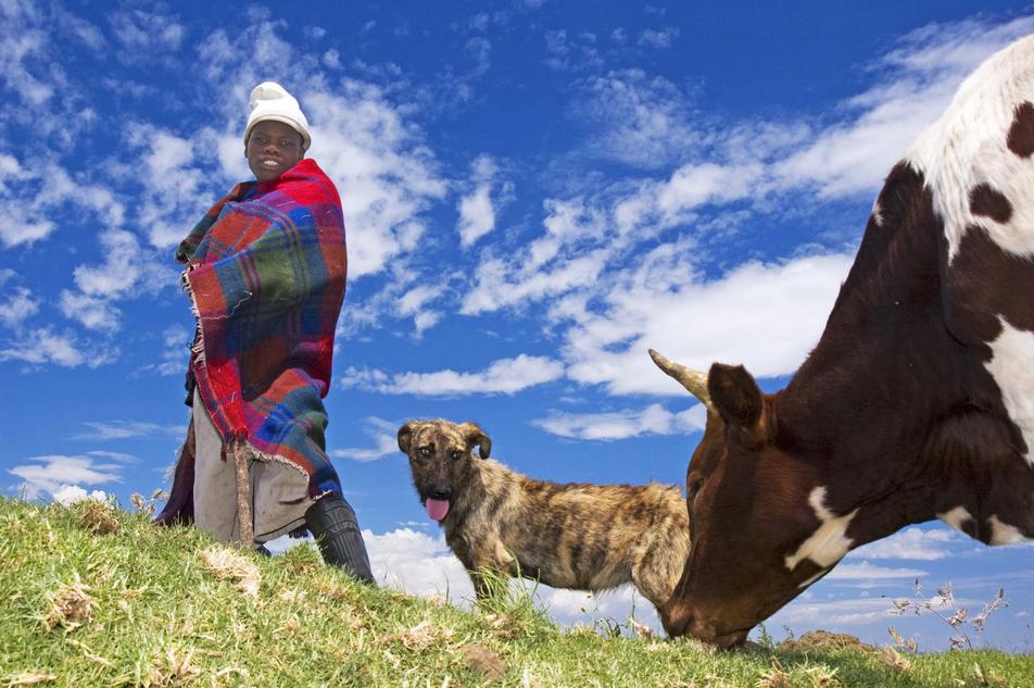 Basotho herder , dog and cow