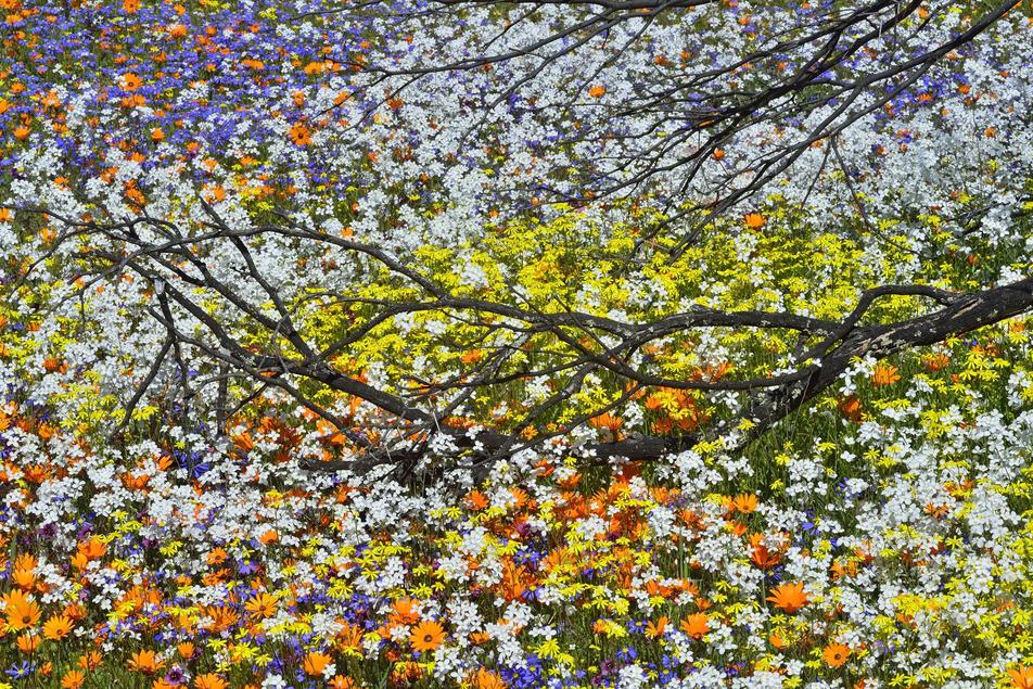 Namaqualand kaleidoscope 1